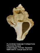 PLIOCENE-TAMIAMI FORMATION Pterorytis fluviana